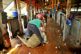 Steam Plains Shearing 022165  © Claire Parks Photography 